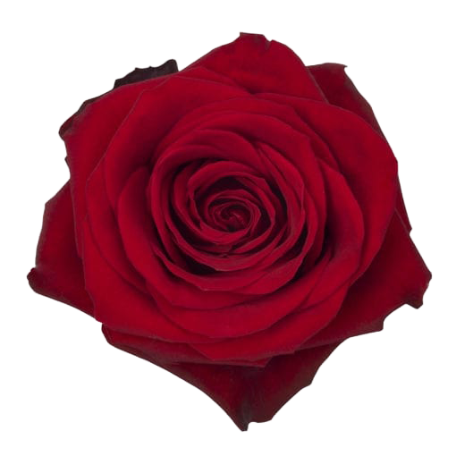 Red Rose.png__PID:e491e9a8-a8e7-4a34-af67-13ec3277c911